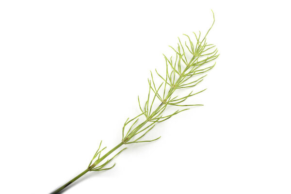 Horsetail isolated on white background
