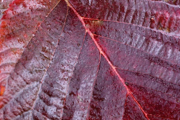 Макро Снимок Осеннего Листа Текстурированный Фон — стоковое фото