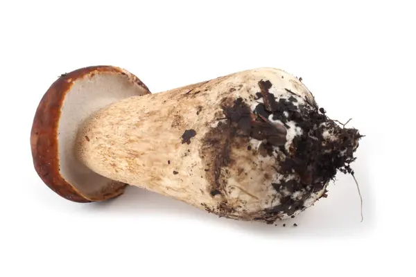 Bolete Cep Porcini Penny Bun Boletus Edulis — Foto Stock