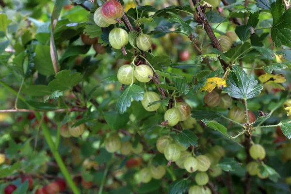 Primer Plano Las Grosellas Frescas Maduras — Foto de Stock