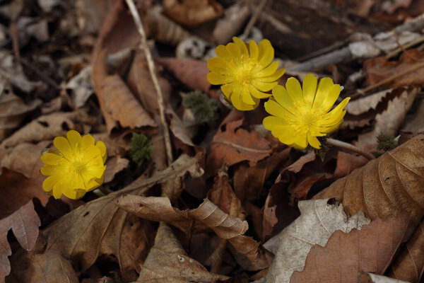 Adonis amurensis (Amur adonis, pheasant's eye). Far Eastern snowdrop