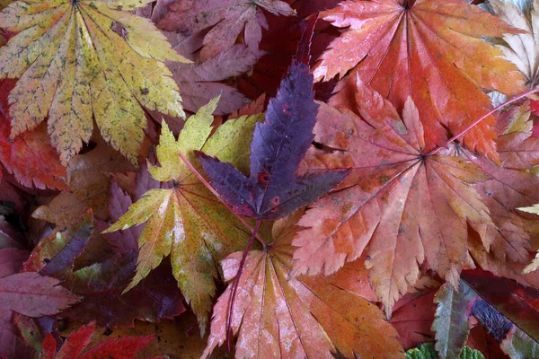 Gros Plan Des Feuilles Automne Tombées — Photo