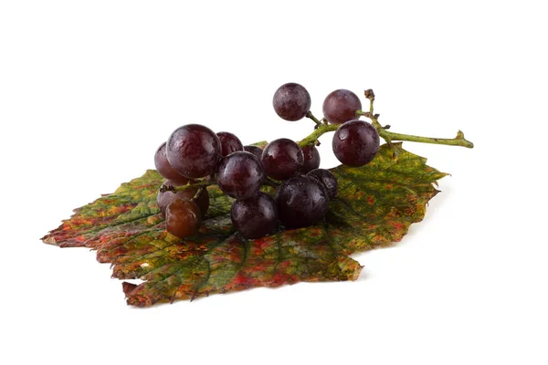 Winogrono Czarne Jesiennym Liściu — Zdjęcie stockowe