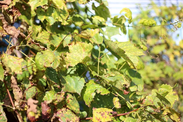 Close Bright Autumn Leaves — Stock Photo, Image