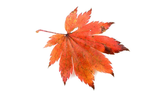 Осенние Листья Клена Изолированы Белом Фоне — стоковое фото