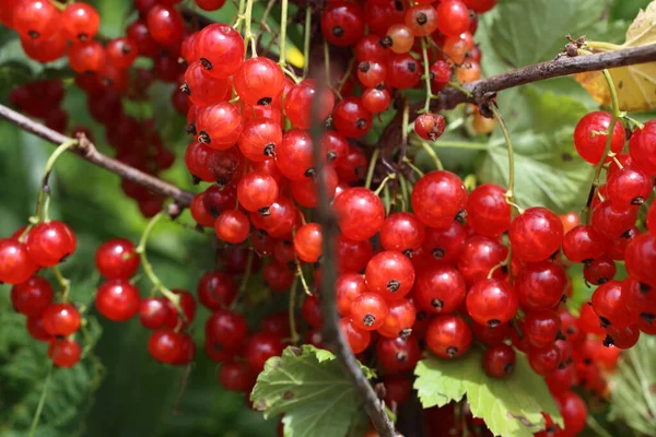 Close Ripe Fresh Currant Harvest — Stock Photo, Image