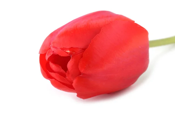Tulipán Rojo Aislado Blanco —  Fotos de Stock