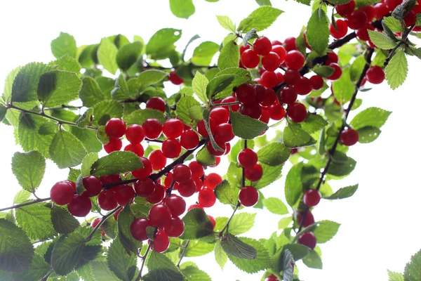Growing Nanking Cherry Far Eastern Delicacy — Stock Photo, Image