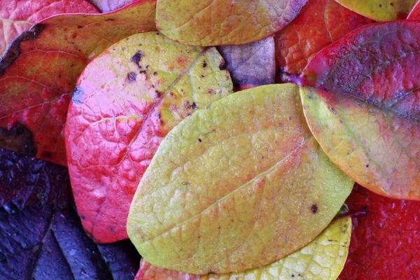 Primer Plano Las Hojas Caídas Otoño — Foto de Stock