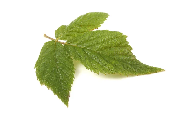 Grüne Blätter Isoliert Auf Weißem Hintergrund — Stockfoto