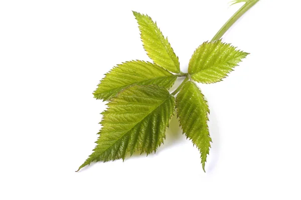 Grüne Blätter Isoliert Auf Weißem Hintergrund — Stockfoto