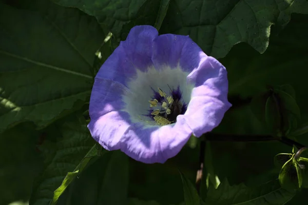 Close Amazing Blooming Flower — Stock Photo, Image