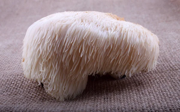 Hericium erinaceus mantarı (maymun kafası mantarı, sakallı diş mantarı, kirpi mantarı, ponpon, aslan yelesi mantarı))