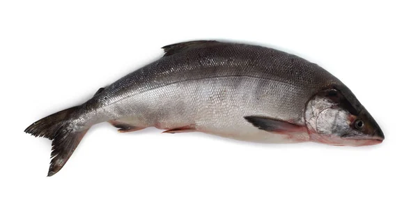 在白鱼上分离的Chum鲑鱼 — 图库照片