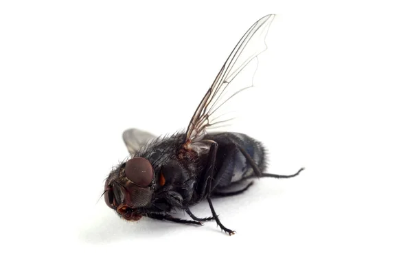 Dead Fly Isolated White — Stock Photo, Image