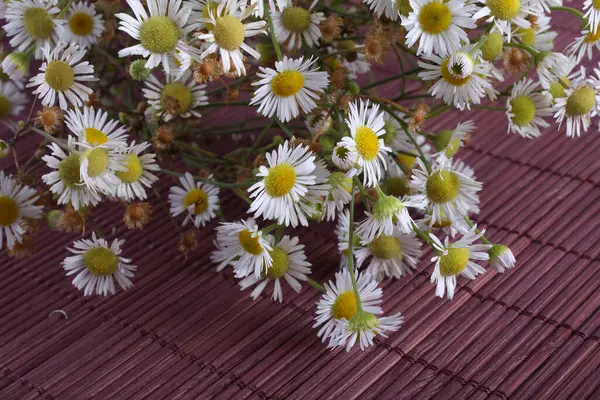 Close Van Verbazingwekkende Bloeiende Bloemen — Stockfoto