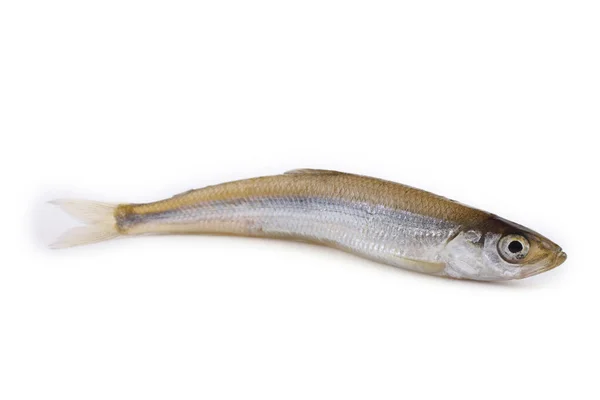 Asian Smelt Fish Isolated White — Stock Photo, Image