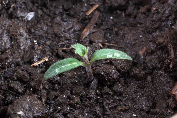 黒い背景に近い土壌中の小さな緑の植物は — ストック写真