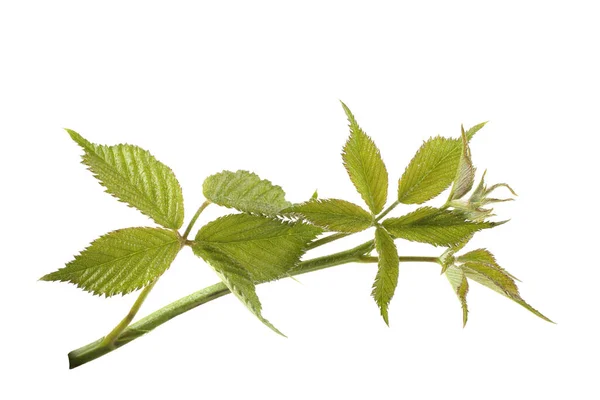 Feuilles Vertes Isolées Sur Fond Blanc — Photo