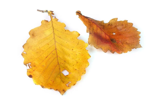 Herbst Blätter Isoliert Auf Weißem Hintergrund — Stockfoto