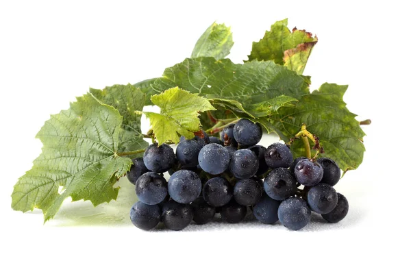 Wine Grape Leaves Isolated White — Stock Photo, Image