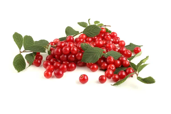 Nanking Cherry Branch — Stock Photo, Image