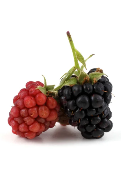 Fresh Blackberry Harvest Close — Stock Photo, Image