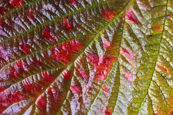 秋の紅葉の終わり 背景色 — ストック写真