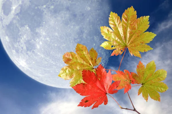 Autumn maple leaves and big Moon