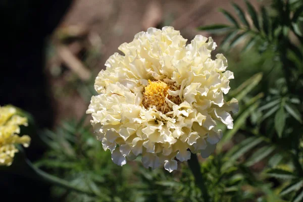 Witte Goudsbloem Tuin — Stockfoto