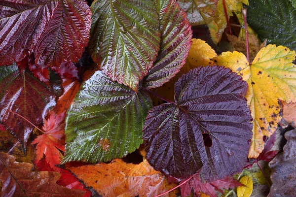 Close Fallen Autumn Leaves — Stock Photo, Image