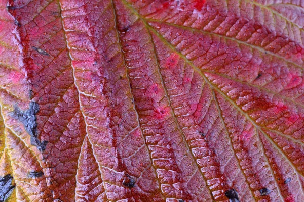 Zbliżenie Jasnych Liści Jesieni — Zdjęcie stockowe