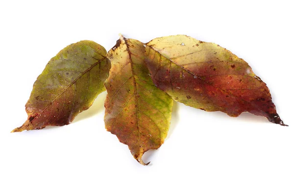 Höst Löv Isolerad Vit Bakgrund — Stockfoto