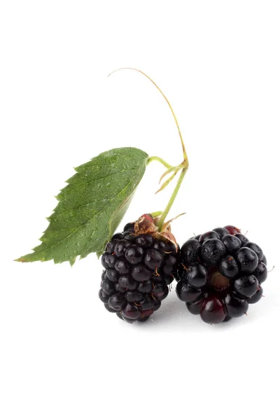 Cosecha Moras Frescas Cerca — Foto de Stock