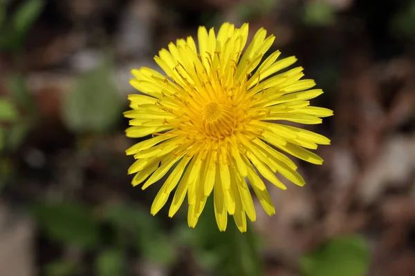 Nahaufnahme Der Erstaunlichen Blühenden Blume — Stockfoto