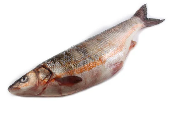 白色的太平洋红鳍金枪鱼 — 图库照片