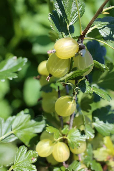 Cultiver Des Groseilles Maquereau Vertes Sur Buisson — Photo