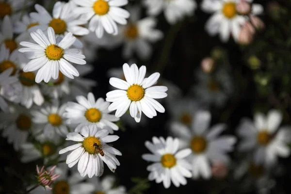 Zblízka Úžasné Kvetoucí Květiny — Stock fotografie
