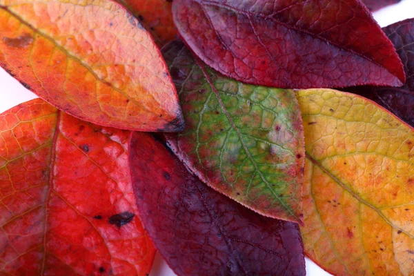 Herbstblätter Der Blaubeere Auf Weißem Hintergrund — Stockfoto