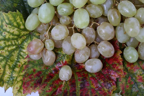 Uvas Frescas Folhas Bordo — Fotografia de Stock