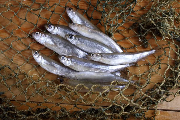 Smelt Fishes Net Pacific Little Smelt — Stock Photo, Image