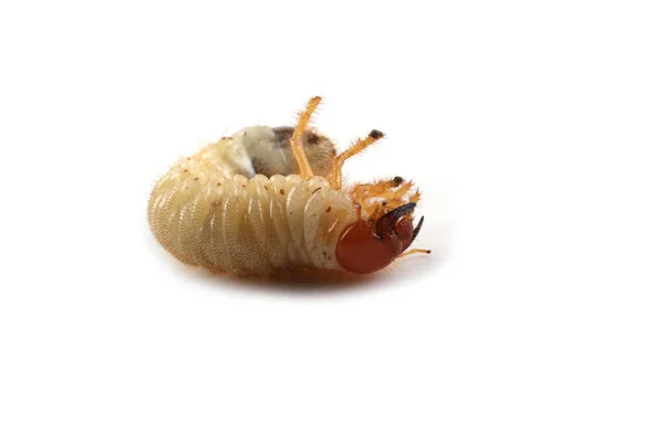 Larva Chafer Isolada Branco — Fotografia de Stock