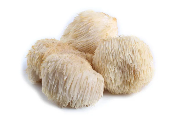 Hericium erinaceus mantarı (maymun kafası mantarı, sakallı diş mantarı, kirpi mantarı, ponpon, aslan yelesi mantarı))