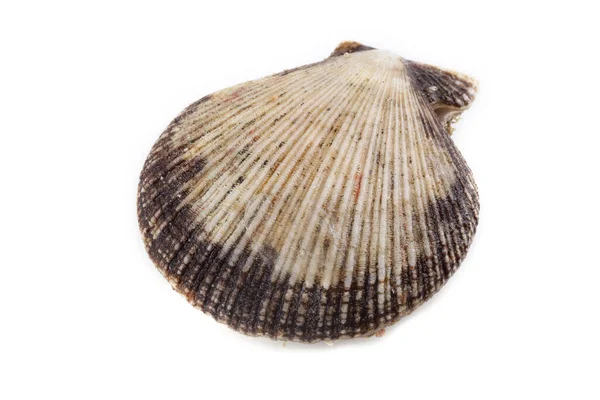 Scallop Izolowany Białym — Zdjęcie stockowe