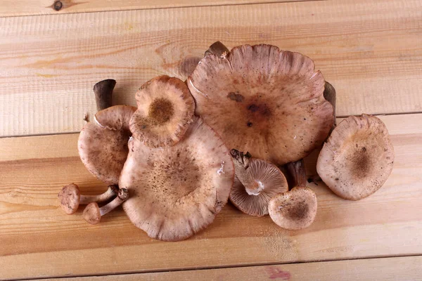 Champignons Miel Sur Table — Photo