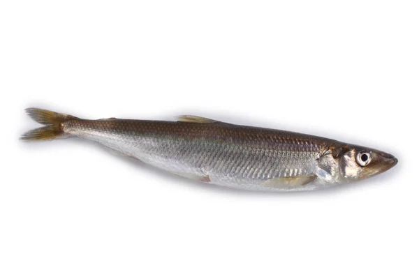 Rainbow Smelt Osmerus Mordax Isolated White — Stock Photo, Image