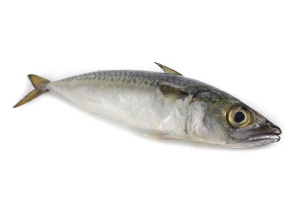 Chub Mackerel Тихоокеанський Mackerel Saba — стокове фото