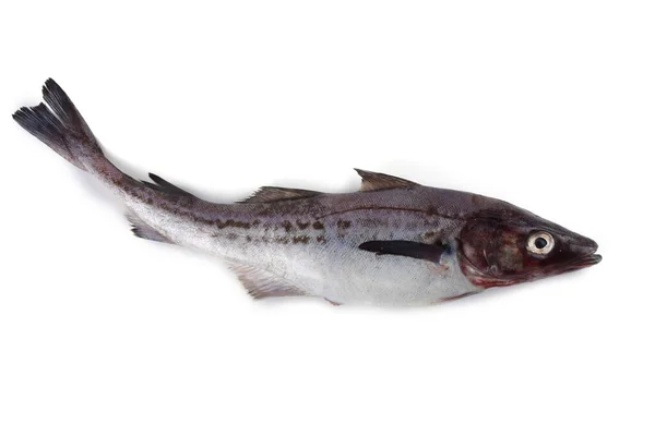 Beyaz arkaplanda Pollock