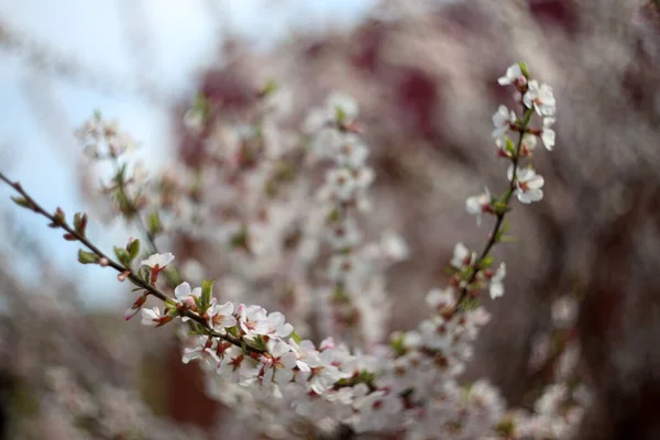 Nanking Cherry Blossom Sakura — Stock fotografie