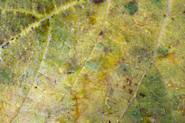 Macro Scatto Foglia Autunno Sfondo Strutturato — Foto Stock